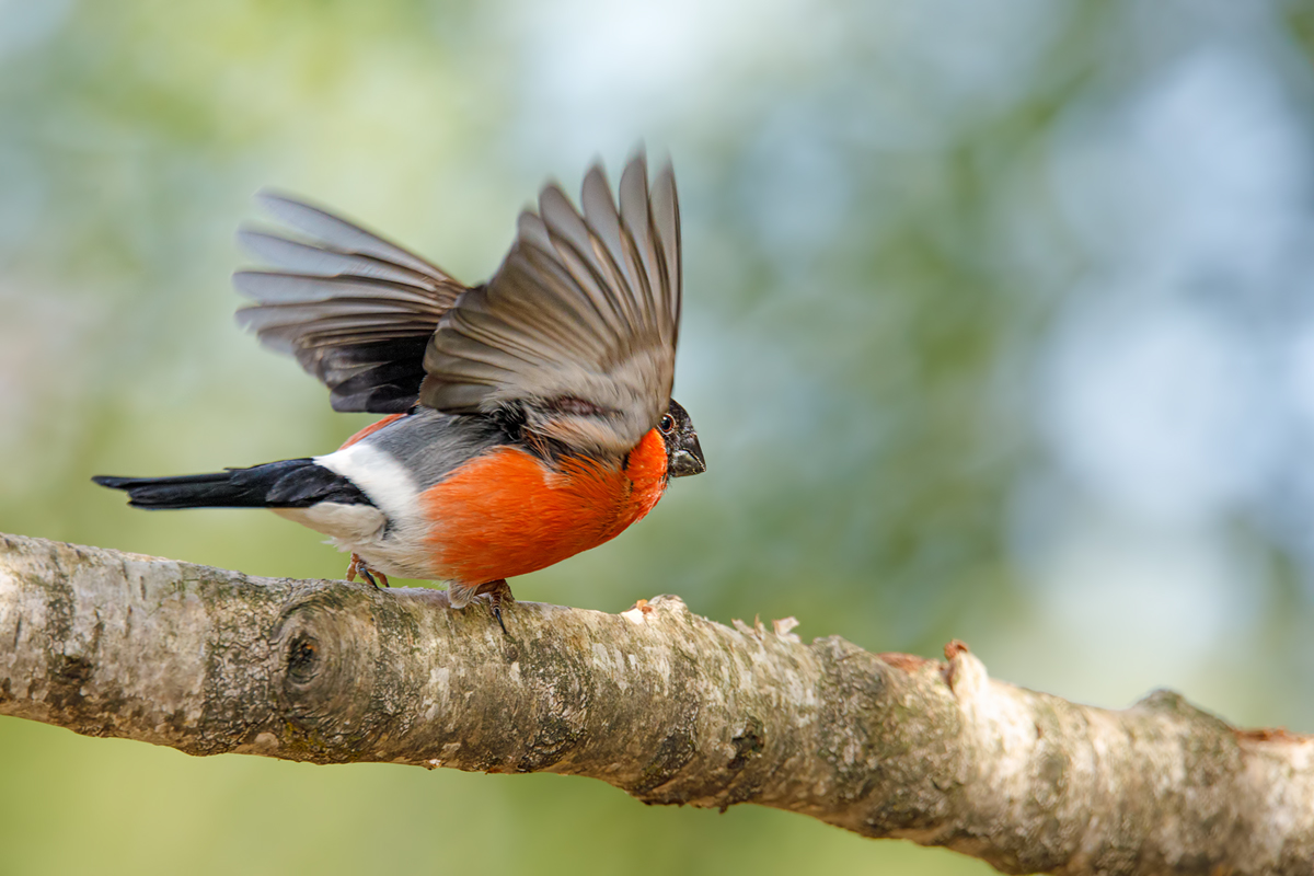 Gimpel /Dompfaff Naturfotografie aus Leidenschaft
