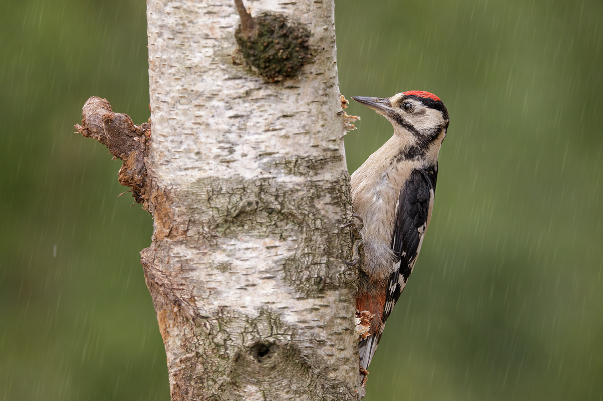 Spechte Naturfotografie aus Leidenschaft