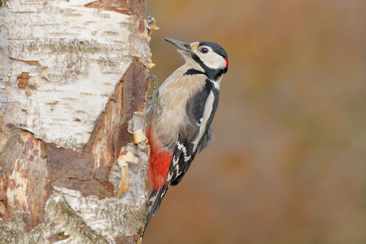 Spechte Naturfotografie aus Leidenschaft