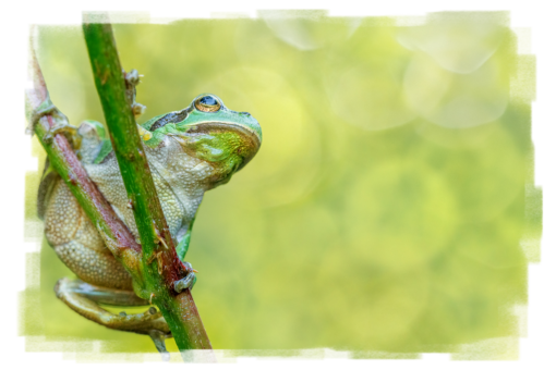 Europäische Laubfrosch Hyla arborea