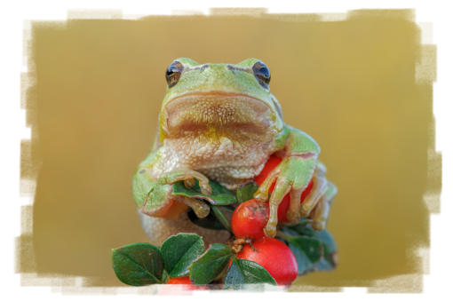 Europäische Laubfrosch Hyla arborea