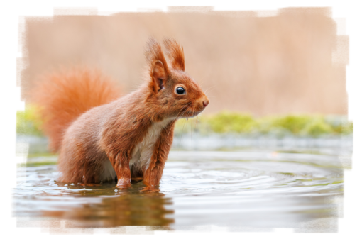 Eichhörnchen (Sciurus)