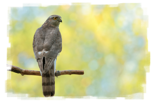 Sperber Accipiter nisus